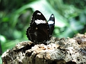 PoPCS_5thGrd-HOU_Sprg-2015 (164)